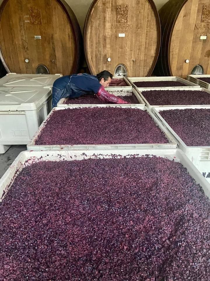 Navarro Vineyards – Pinot Noir Punchdown 10.18.23